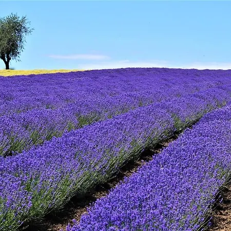 Infinite Blue Horizon Elegance Hospitality * Epanomí